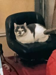 Lost Male Cat last seen Purple leaf court and sawtooth court Simpsonville sc , Simpsonville, SC 29680