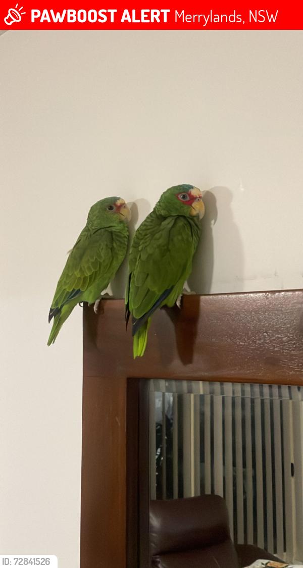 Lost Male Bird last seen Granville tafe , Merrylands, NSW 2160
