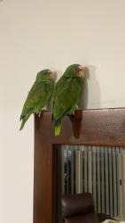 Lost Male Bird last seen Granville tafe , Merrylands, NSW 2160