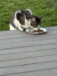 Found/Stray Unknown Cat last seen Cherrywood Lane, Sioux City, IA 51106