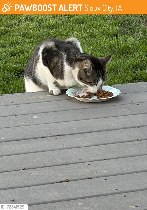 Found/Stray Unknown Cat last seen Cherrywood Lane, Sioux City, IA 51106