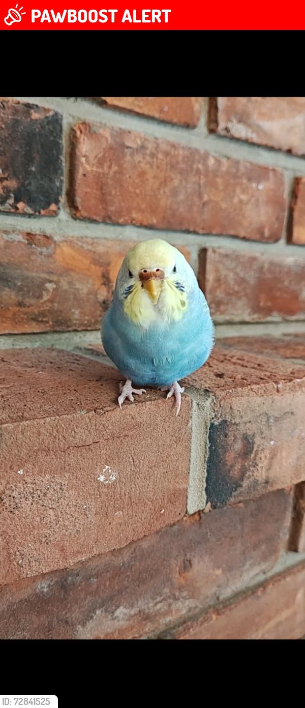 Lost Female Bird last seen Mackenzie road, Hagersville , Hagersville, ON N0A 1H0