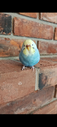 Lost Female Bird last seen Mackenzie road, Hagersville , Hagersville, ON N0A 1H0
