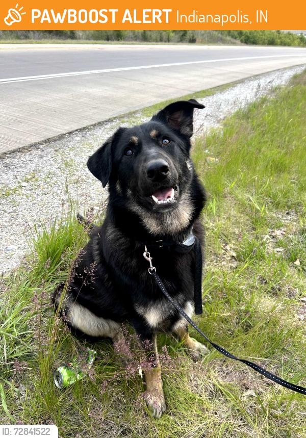 Found/Stray Female Dog last seen Near exit 17, Indianapolis, IN 46224