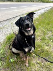 Found/Stray Female Dog last seen Near exit 17, Indianapolis, IN 46224