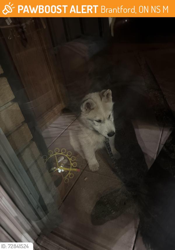 Found/Stray Male Dog last seen peel st & nelson st , Brantford, ON N3S 5M8