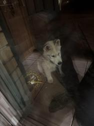 Found/Stray Male Dog last seen peel st & nelson st , Brantford, ON N3S 5M8