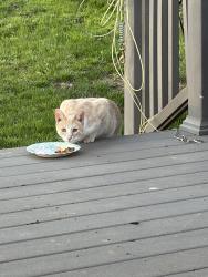 Found/Stray Unknown Cat last seen Cherrywood Lane, Sioux City, IA 51106