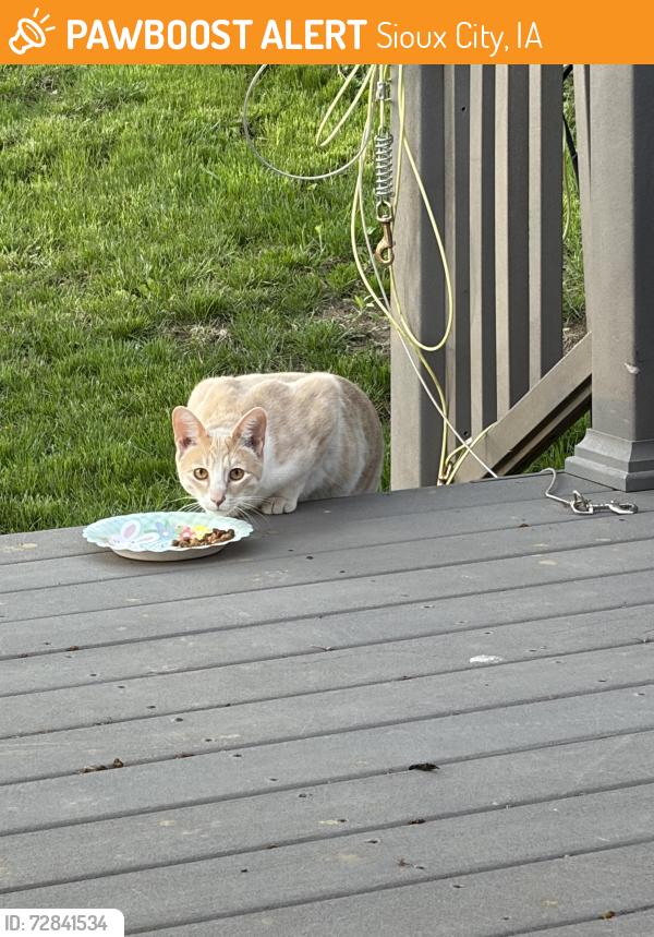 Found/Stray Unknown Cat last seen Cherrywood Lane, Sioux City, IA 51106