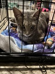 Found/Stray Female Cat last seen Imperial and mona, Los Angeles, CA 90059