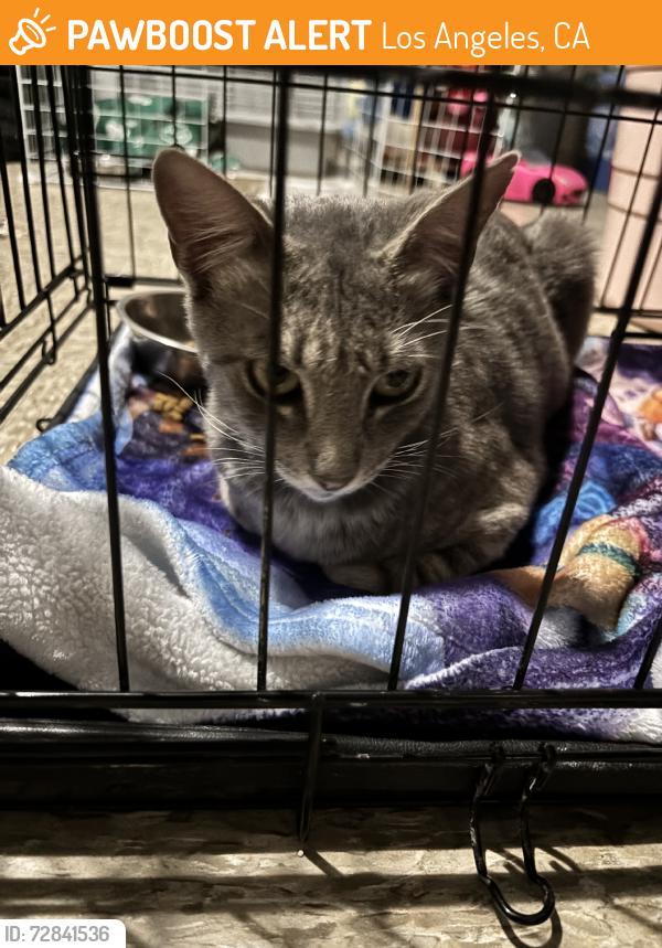 Found/Stray Female Cat last seen Imperial and mona, Los Angeles, CA 90059
