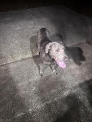 Found/Stray Female Dog last seen Creighton Rd near O’Reilly’s Pub, Pensacola, FL 32504