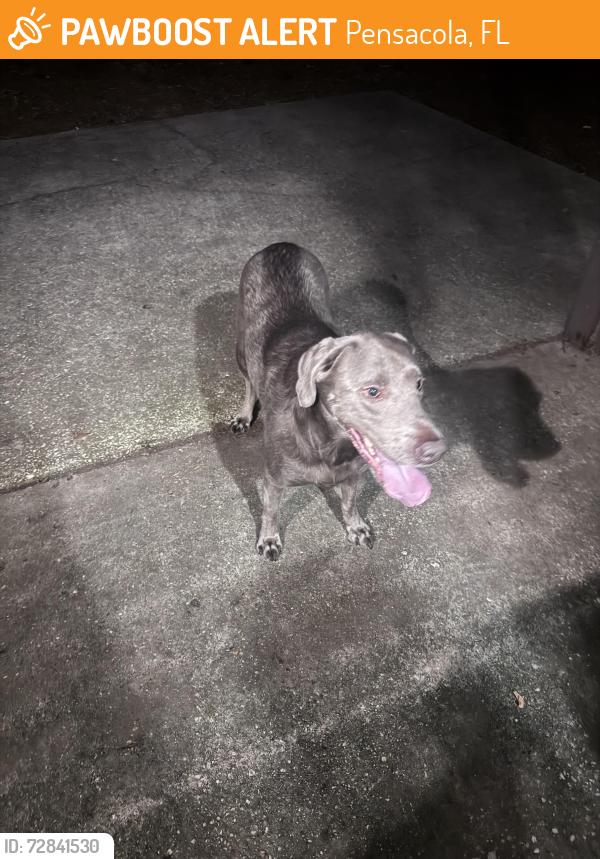 Found/Stray Female Dog last seen Creighton Rd near O’Reilly’s Pub, Pensacola, FL 32504