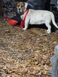 Found/Stray Female Dog last seen Pee Dee Highway and Dongola Highway, Conway, SC 29527