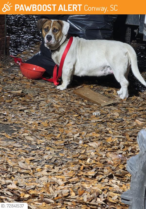 Found/Stray Female Dog last seen Pee Dee Highway and Dongola Highway, Conway, SC 29527