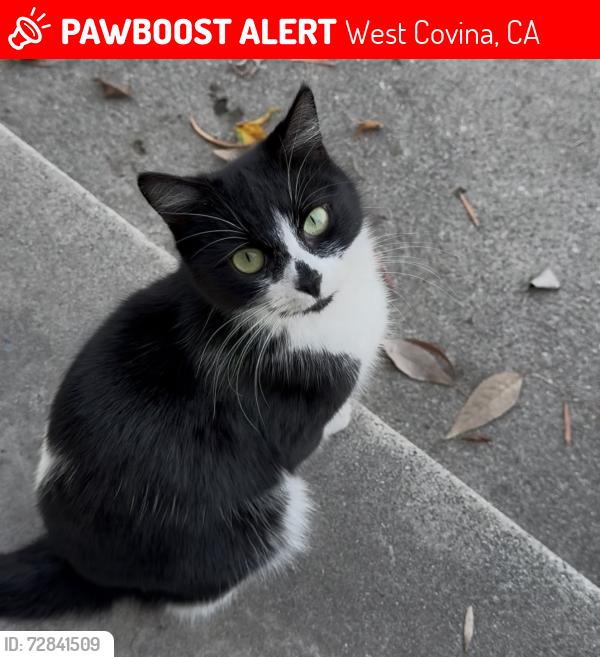 Lost Female Cat last seen E Workman Ave , West Covina, CA 91791