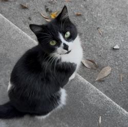 Lost Female Cat last seen E Workman Ave , West Covina, CA 91791