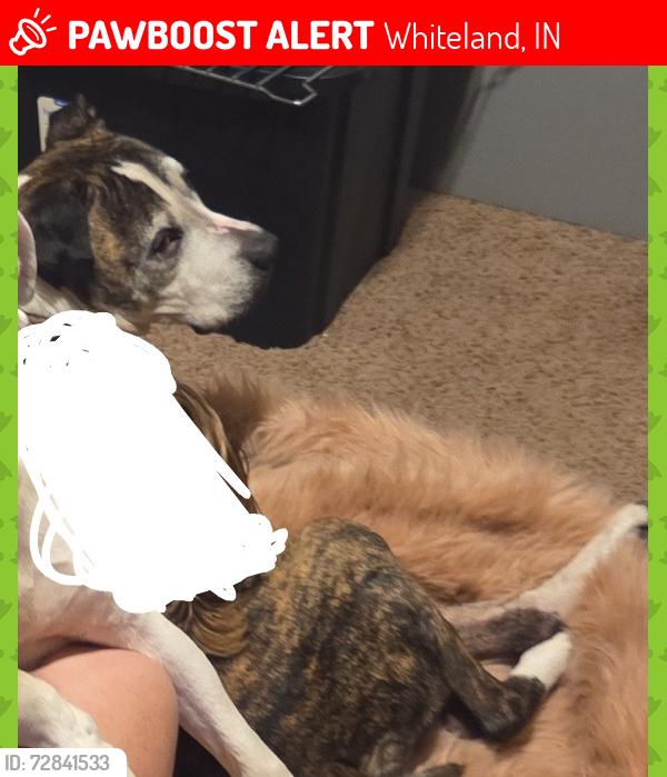 Lost Male Dog last seen 75w, worthsville st, Whiteland, IN 46184