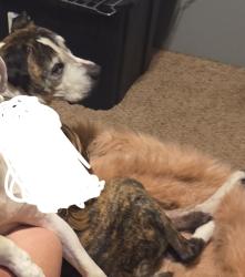 Lost Male Dog last seen 75w, worthsville st, Whiteland, IN 46184