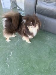 Lost Female Dog last seen Junipero and El paseo in North Indio , Indio, CA 92201