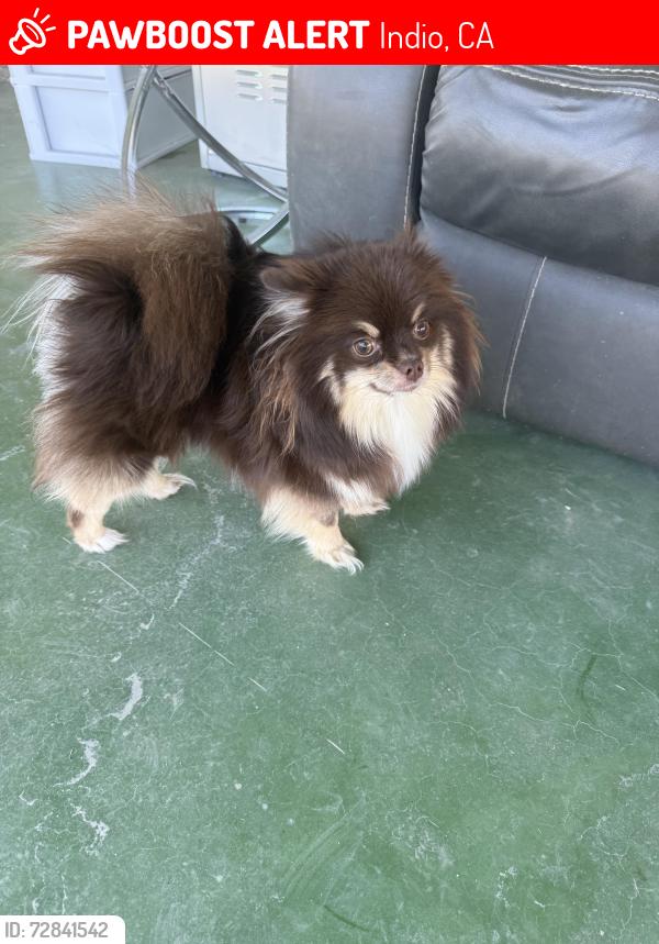 Lost Female Dog last seen Junipero and El paseo in North Indio , Indio, CA 92201