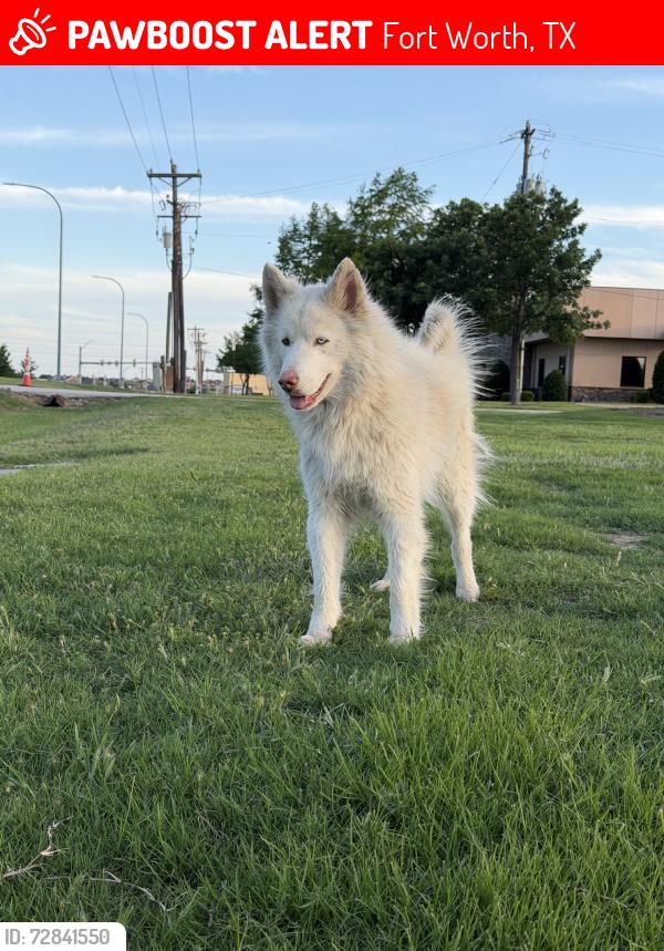 Lost Male Dog last seen Near eleven, Fort Worth, TX 76177