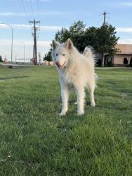 Lost Male Dog last seen Near eleven, Fort Worth, TX 76177