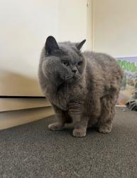 Lost Female Cat last seen Sherwood st, Richmond , Richmond, VIC 3121