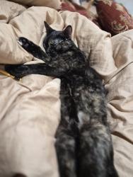 Lost Female Cat last seen Poplar st tulip st, San Diego, CA 92105