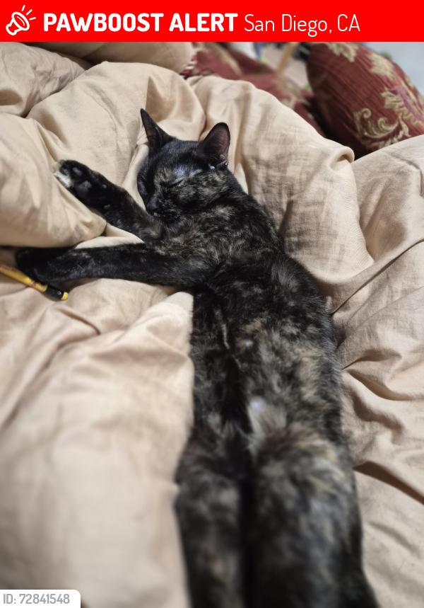Lost Female Cat last seen Poplar st tulip st, San Diego, CA 92105