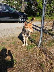 Found/Stray Male Dog last seen White lane and Myrtle school road, Gastonia, NC 28052