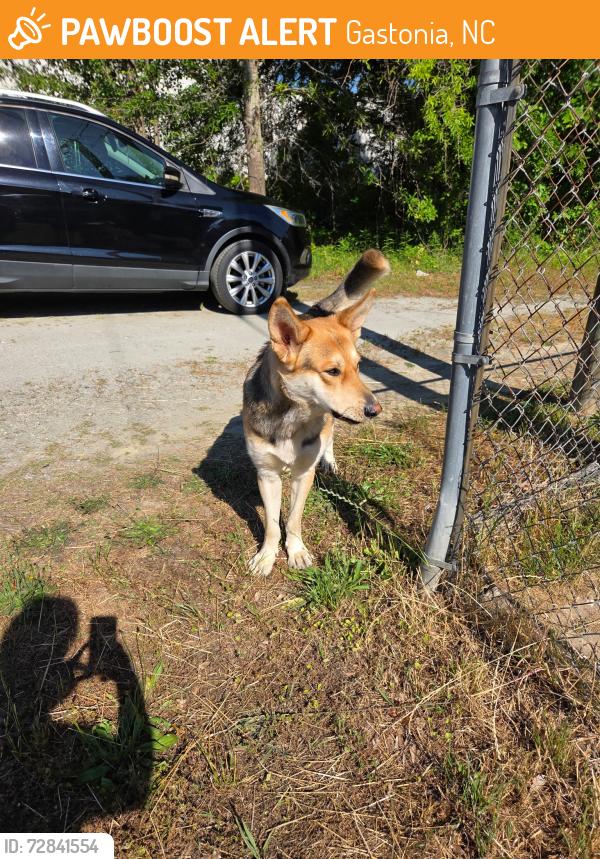 Found/Stray Male Dog last seen White lane and Myrtle school road, Gastonia, NC 28052