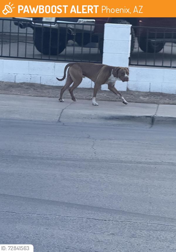 Found/Stray Male Dog last seen At the Stop Sign , Phoenix, AZ 85017