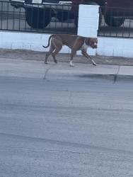 Found/Stray Male Dog last seen At the Stop Sign , Phoenix, AZ 85017