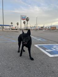 Found/Stray Male Dog last seen Near the in n out and dennys., Thousand Palms, CA 92276