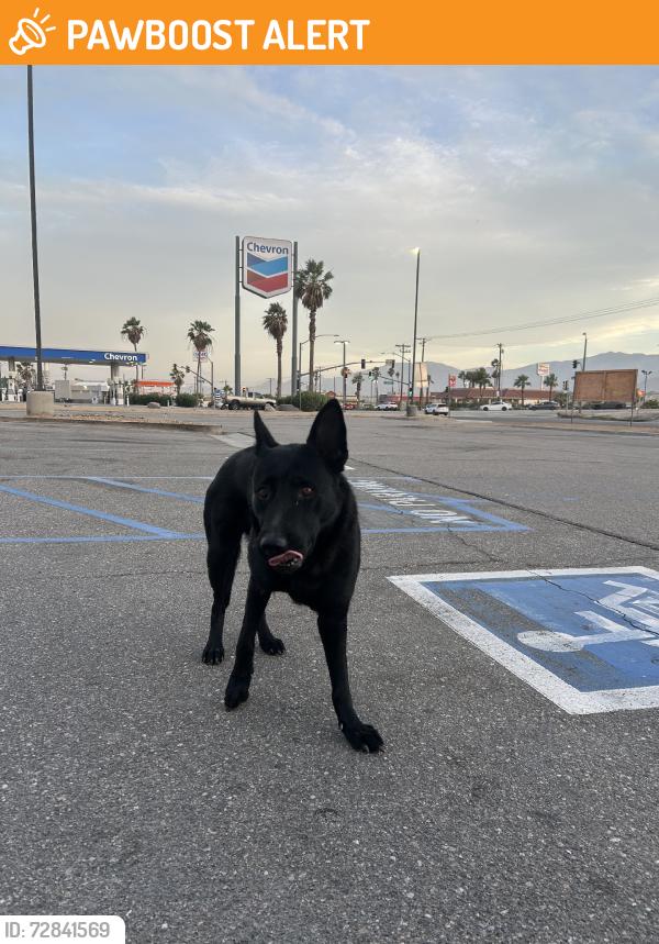 Found/Stray Male Dog last seen Near the in n out and dennys., Thousand Palms, CA 92276