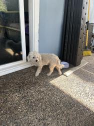 Found/Stray Female Dog last seen 135th and Normandie Blvd., Gardena, CA 90249