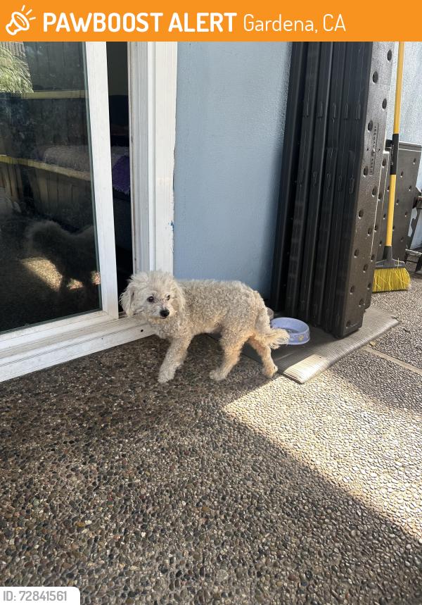 Found/Stray Female Dog last seen 135th and Normandie Blvd., Gardena, CA 90249
