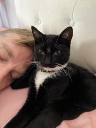 Lost Female Cat last seen Between El Toro and Los alisos near Glen Yermo elementary , Mission Viejo, CA 92691