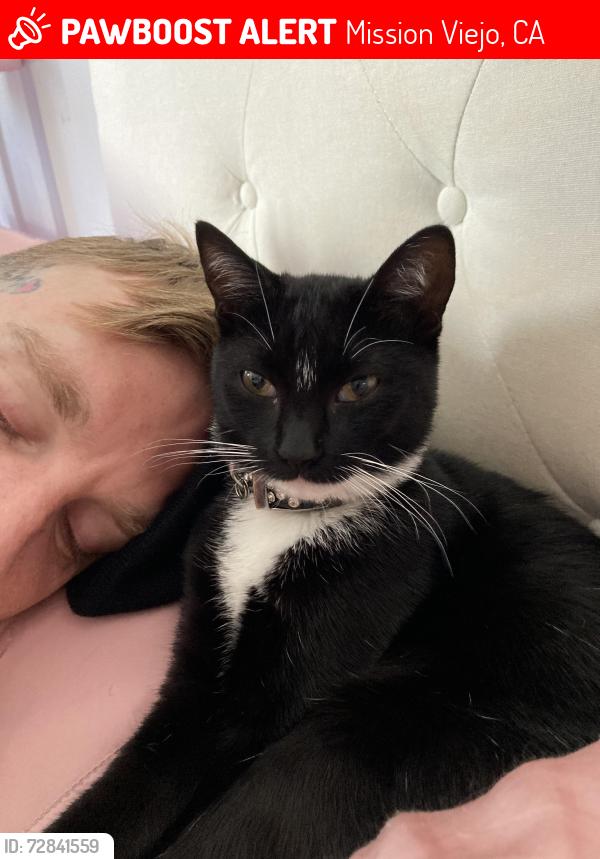 Lost Female Cat last seen Between El Toro and Los alisos near Glen Yermo elementary , Mission Viejo, CA 92691