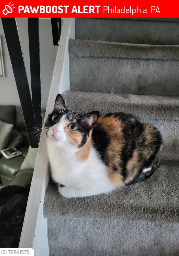 Lost Female Cat last seen Dewees and Macon, Philadelphia, PA 19152
