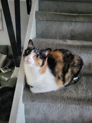 Lost Female Cat last seen Dewees and Macon, Philadelphia, PA 19152