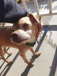 Found/Stray Male Dog last seen Muscatel, Hesperia, CA 92344