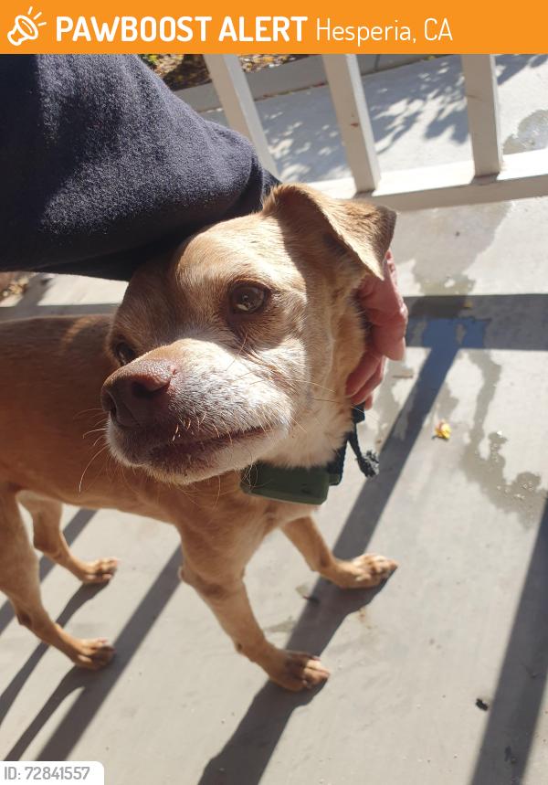 Found/Stray Male Dog last seen Muscatel, Hesperia, CA 92344