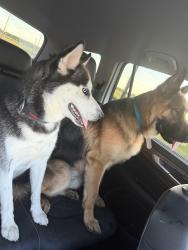 Found/Stray Unknown Dog last seen Near , Alvin, TX 77511