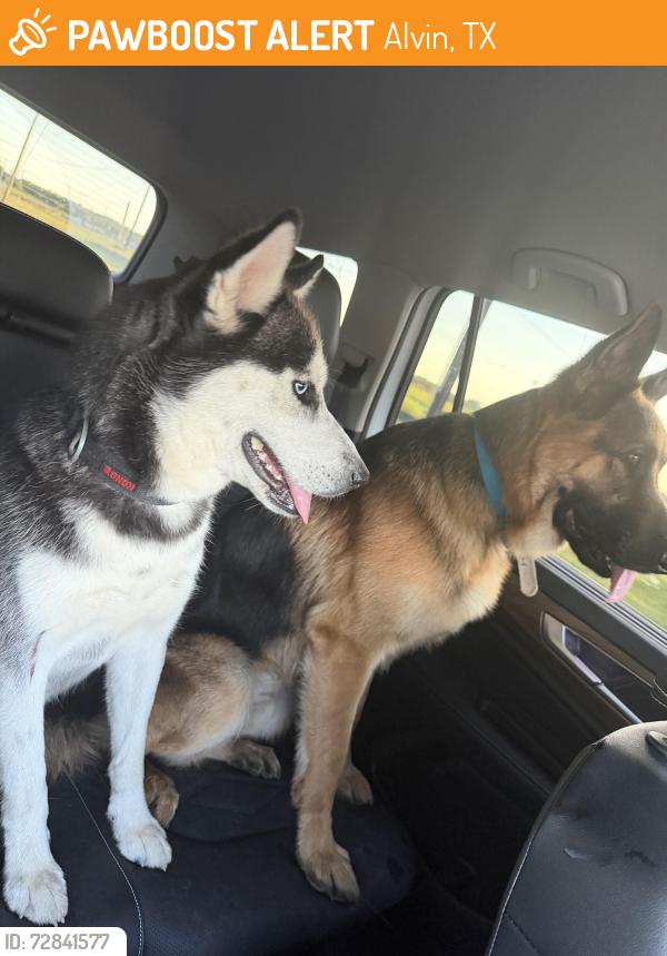 Found/Stray Unknown Dog last seen Near , Alvin, TX 77511