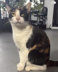 Lost Female Cat last seen Near sunrise bulevard and 43th ave, Lauderhill, FL 33313