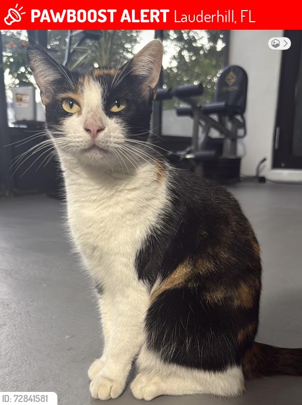 Lost Female Cat last seen Near sunrise bulevard and 43th ave, Lauderhill, FL 33313
