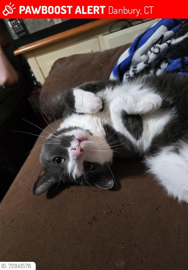 Lost Male Cat last seen Lanitis Cove, Danbury, CT 06811