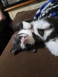 Lost Male Cat last seen Lanitis Cove, Danbury, CT 06811